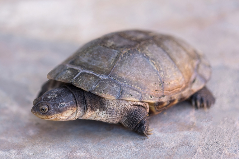 African Helmeted Turtle