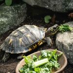 Can Turtles Eat Celery