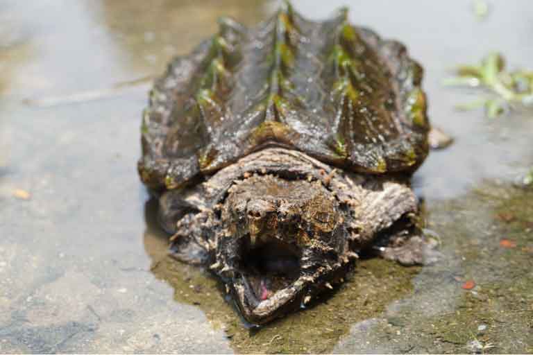 Do Alligator Snapping Turtles Bite People