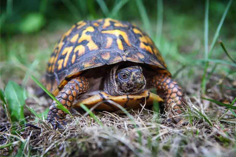 Do Box Turtles Bite