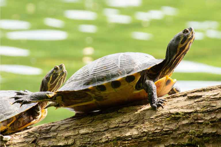 Why Does My Turtle Stare At Me