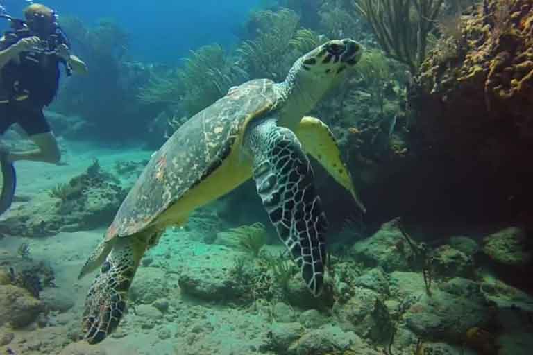 How To Get A Turtle To Come Out Of Hiding