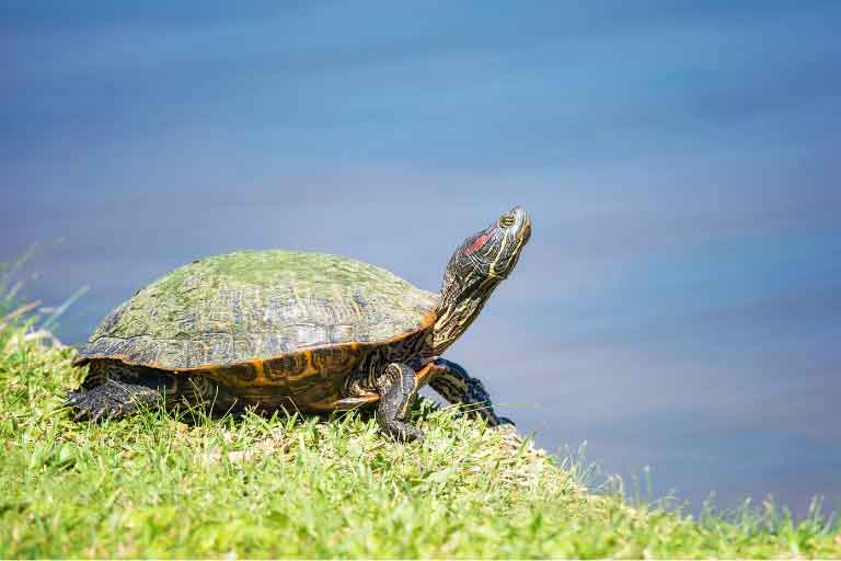 How to Care for Your Red-Eared Slider