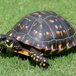 How to Prevent and Treat Urinary Tract Infections in Pet Turtles
