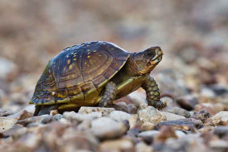 Reeves Turtle Care Guide