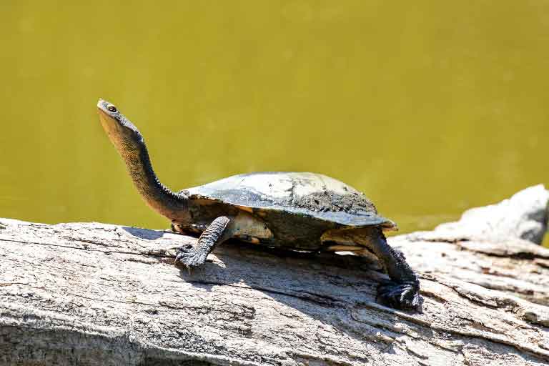 Why Does My Turtle Stretch His Neck