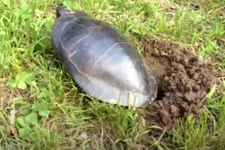 Why Do Turtles Dig Holes