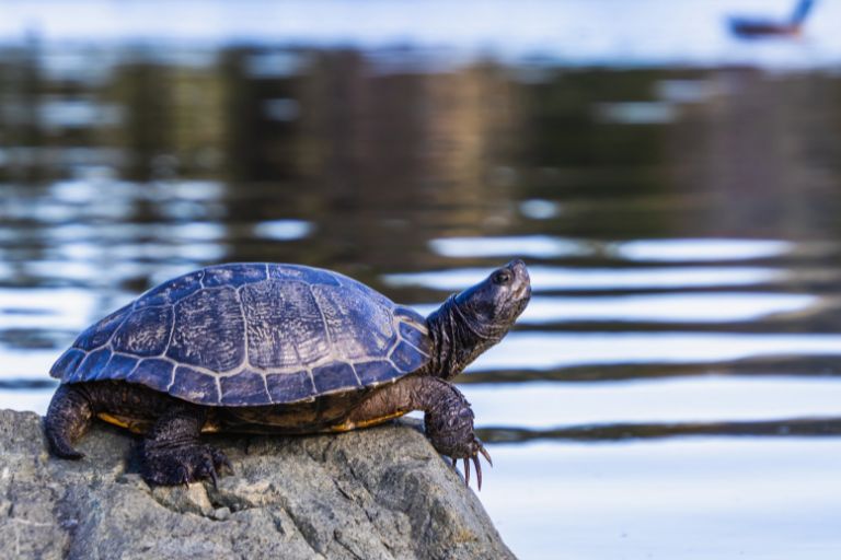 Why Is My Turtle Not Basking