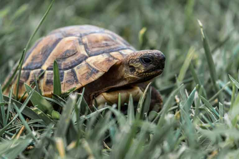 Turtle Not Moving and Staying in One Spot