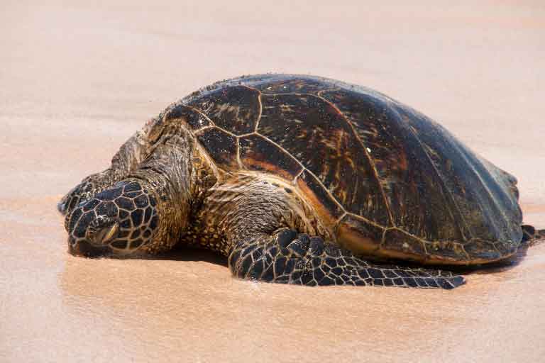 My Turtle Sleeping So Much