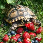 Can Turtles Eat Fruit