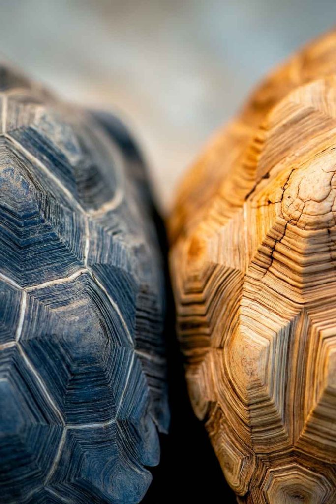 What Does an Unhealthy Shell Look Like?