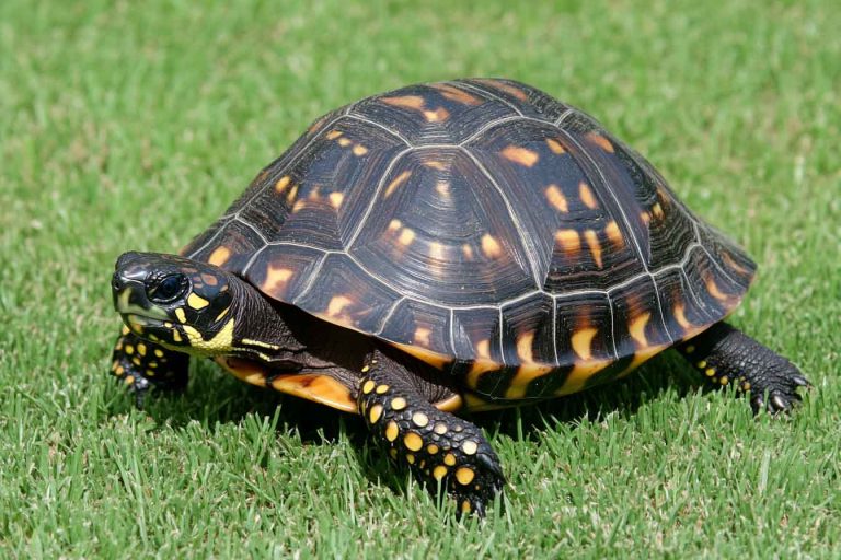 How to Prevent and Treat Constipation in Pet Turtles