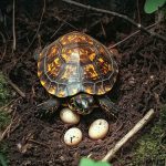 How to Tell If a Turtle Is Pregnant