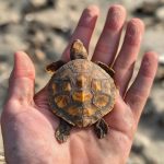 Red-Eared Slider Shell Rot