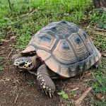 Turtle Bleeding From Mouth, Tail, Or Nose