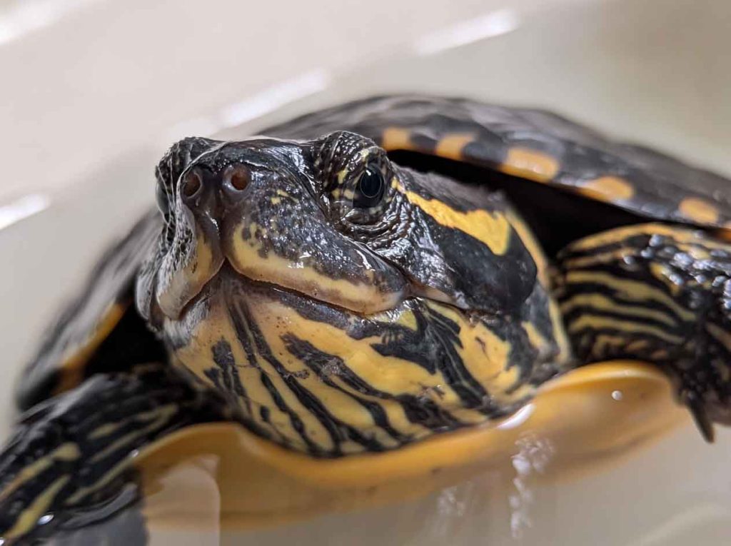 Do Turtles Get Eye Infections?
