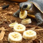 Can Turtles Eat Bananas