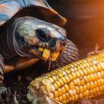 Can Turtles Eat Corn