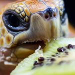 Can Turtles Eat Kiwi