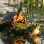 Can Turtles and Frogs Live Together