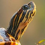Chinese Box Turtle Care Guide for Beginners: Housing, Food, and Maintenance