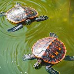 Do Turtles Need Sunlight? Or Is Artificial UV Light Source Enough?