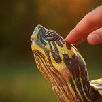 Do Turtles Recognize Their Owners Signs of Bonding and Attachment