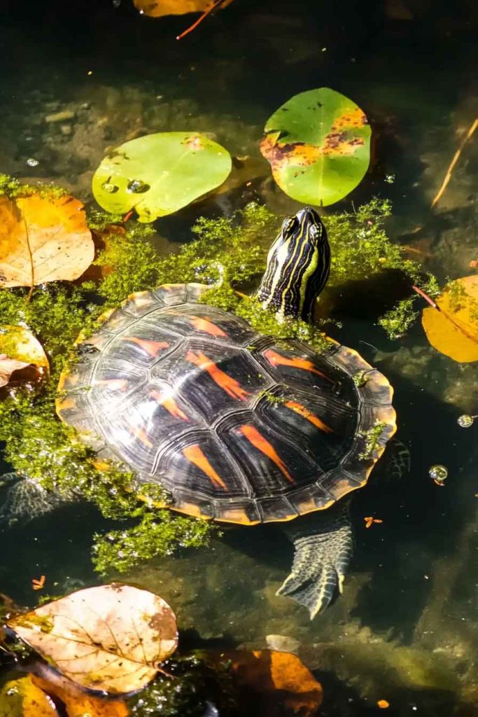What Factors Affect How Long Your Turtle Can Stay Out?