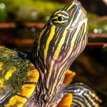 How to Care for a Painted Turtle: Complete Pet Owner’s Guide