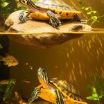 Turtle Tank Water Guide