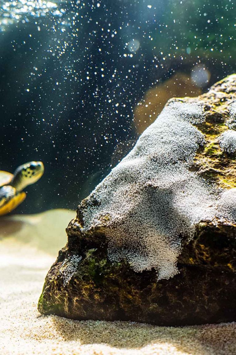 What Is the White Stuff in My Turtle Tank Causes and How to Remove It