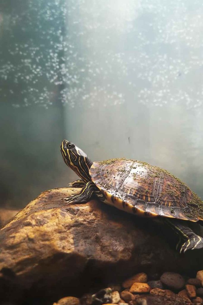Why New Turtle Tanks Get Cloudy So Fast