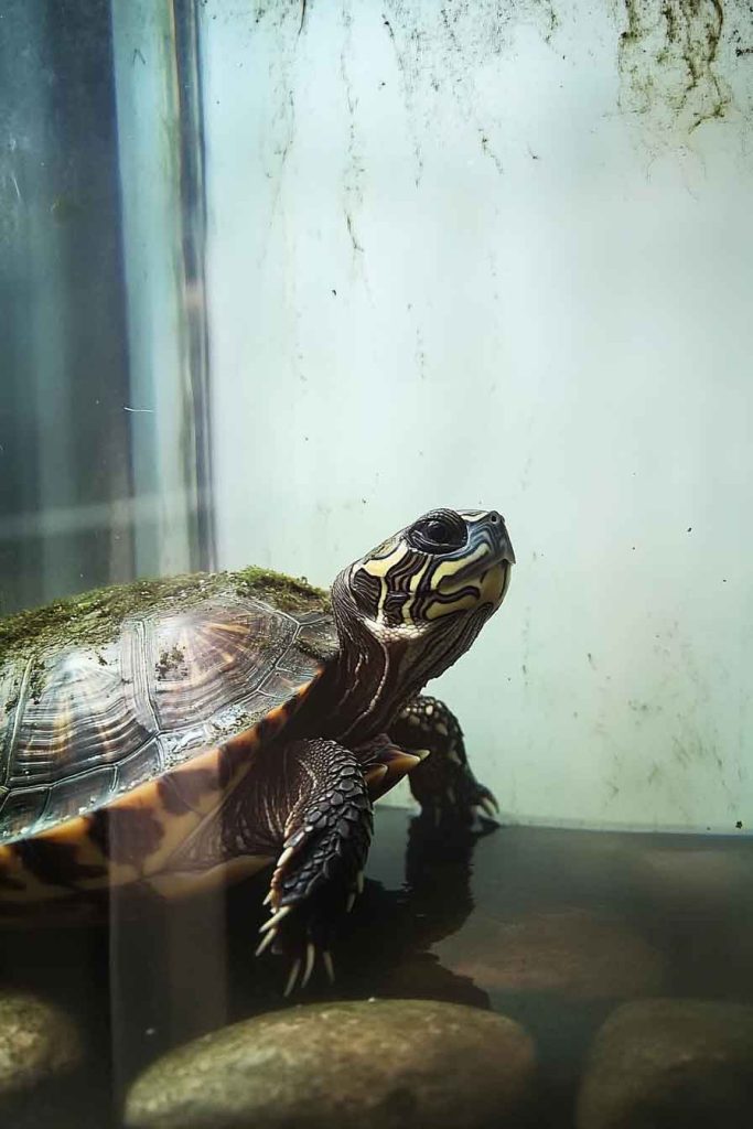 Why New Turtle Tanks Get Cloudy So Fast