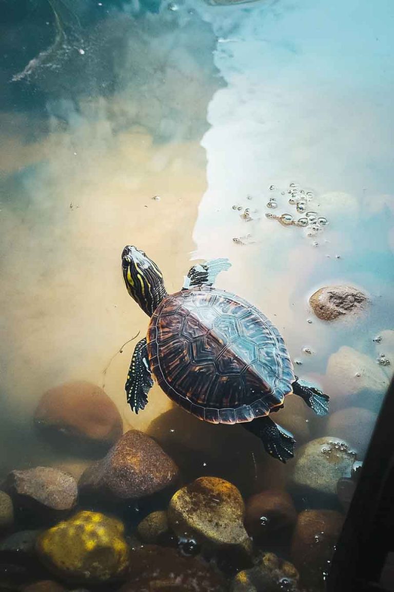 Turtle Tank Cloudy And How To Clear It