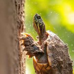 Why Is My Turtle Trying to Escape